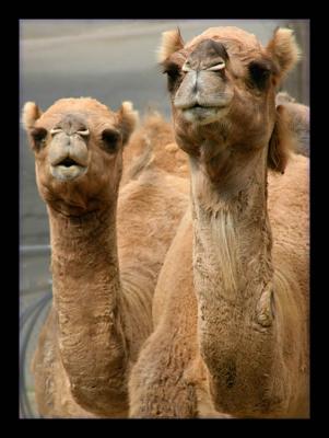 Your inlaws have arrived unexpectedly.