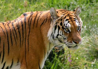 World Wildlife Fund poster child