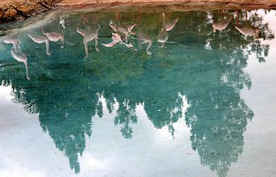Swan Lake in pink