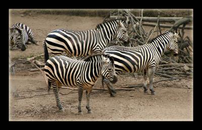 Black and white mirage