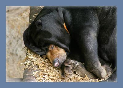 Let sleeping bears lie