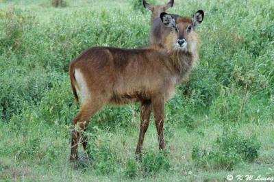 Waterbuck (DSC_8120)