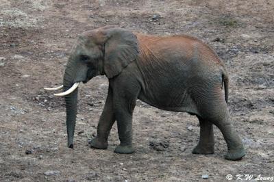 v3/75/35275/3/49684009.Elephant1.jpg