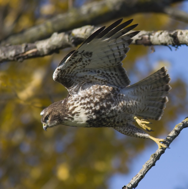 Red-tailed Hawk