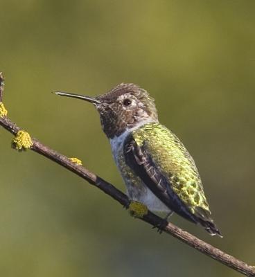 Anna's Hummingbird