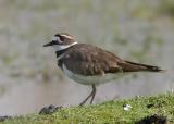Killdeer