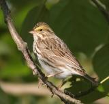 Savannah Sparrow