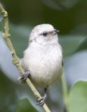 Bushtit