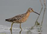 Long-billed Dowitcher