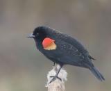 Redwing Blackbird