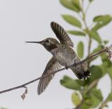 Annas Hummingbird