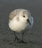 Sanderling