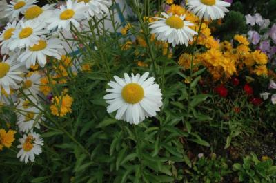 daisies.jpg