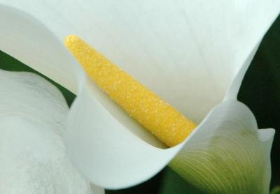 v3/75/456475/3/50647637.callalilypistil.jpg