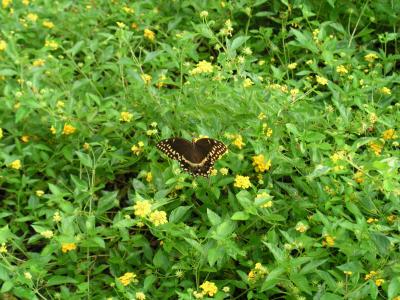 Jekyll Island, GA  - Butterfly