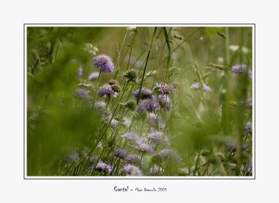 Flowers on the side of the road