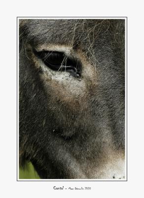 Donkey's eye