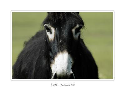 Zorro the donkey