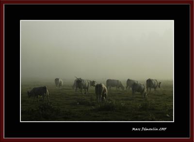 In the Charentonne river's valley