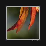 Peach tree leaves 1