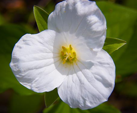 Trillium