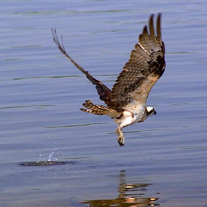 Osprey Takeoff
