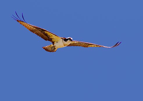 Osprey in Flight