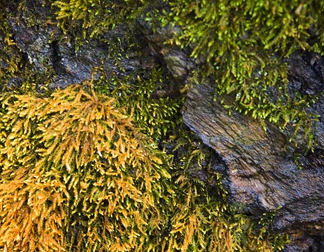 Two-Tone Moss