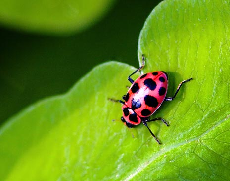 Bug on a Leaf