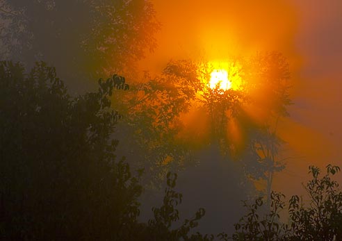 Misty Dawn Sunburst