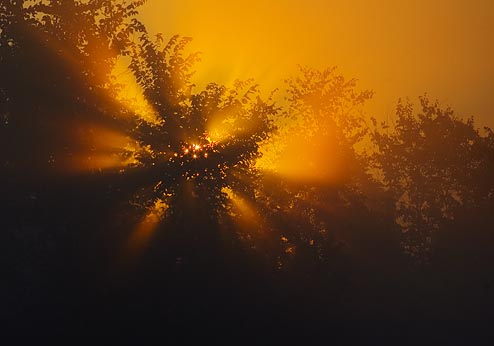 Misty Dawn Sunburst2