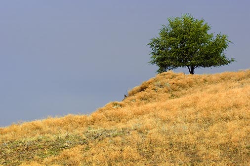 Tree on a Hill2