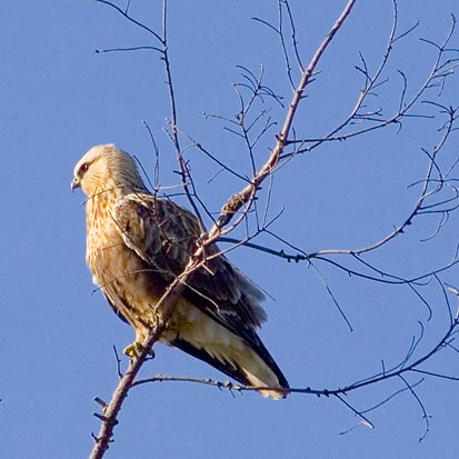Hawk in a Tree