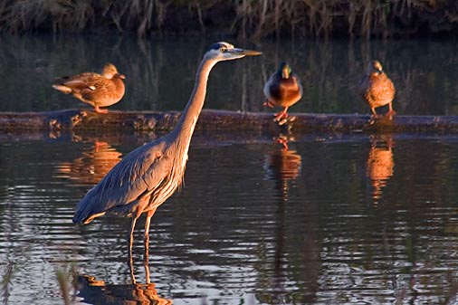 Heron Near Ducks