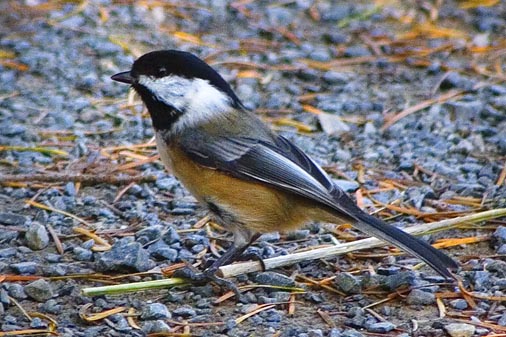 Black-Capped Chickadee