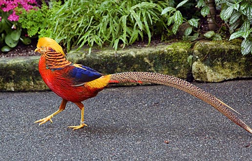 Golden Pheasant