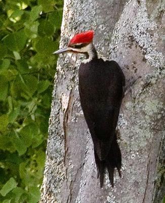 Pileated Woodpecker 20050531