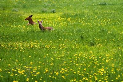 Deer in Dandelions