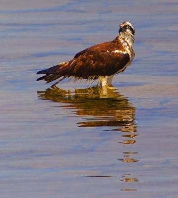 Osprey in Water