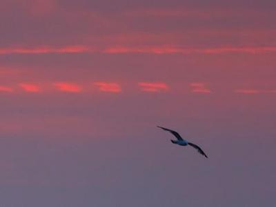Seagull at Dawn