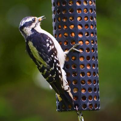 Woodpecker on a Feeder 20050617