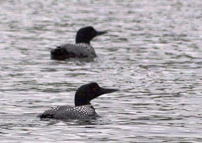 Two Loons on Kennedy Bay