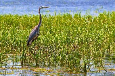 Scugog River Heron 20050702