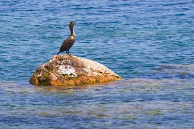 Cormorant on a Rock 13500