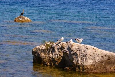 Cormorant & Gulls on Rocks 13503