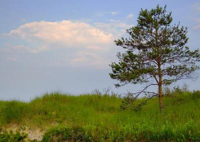 Tree on a Dune 13999