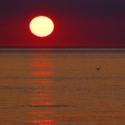 Gull Flying in Sunset 14102