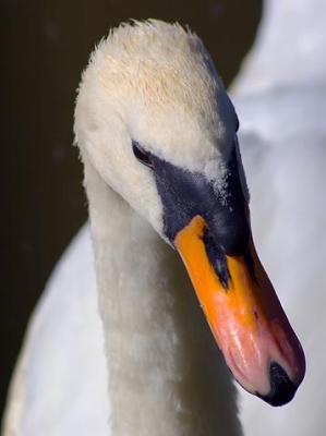 Swan Head 20050723