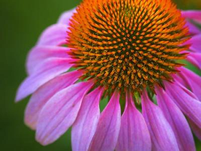 Purple Coneflower 20050729