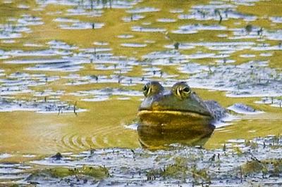 Bullfrog in River 20050801
